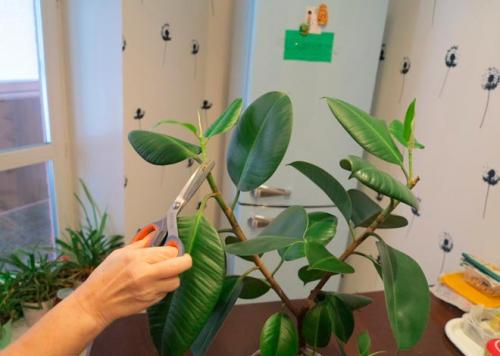 Как правильно обрезать фикус в домашних условиях. КАКИЕ ЦЕЛИ ПРЕСЛЕДУЕТ ОБРЕЗКА КУСТА ФИКУСА 02