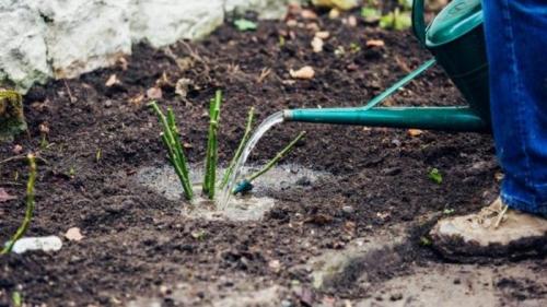 Можно ли сажать розы в августе в ленинградской области. Правильная посадка роз осенью