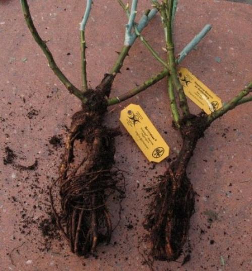 Можно ли сажать розы в августе в ленинградской области. Правильная посадка роз осенью