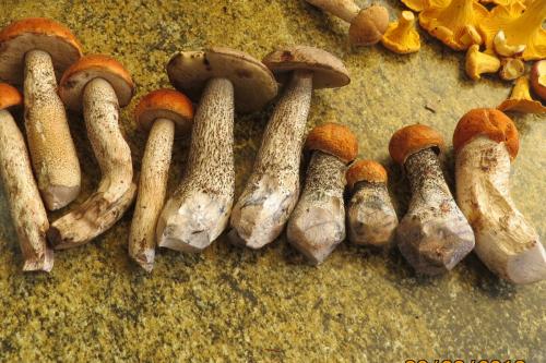 Как отличить белый гриб от подберезовика. Подберезовик или подосиновик? Открытие №2.