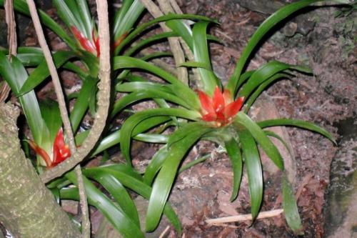 Цветок бромелия приметы. Бромелия