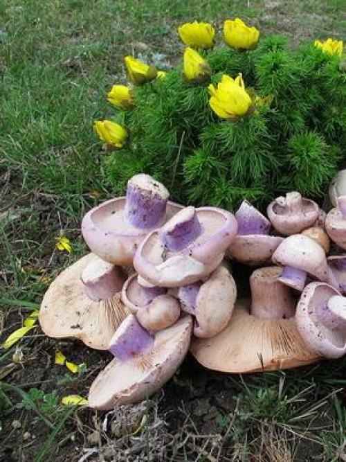 Грибы рядовки когда собирать. Где и когда собирать гриб синий корень