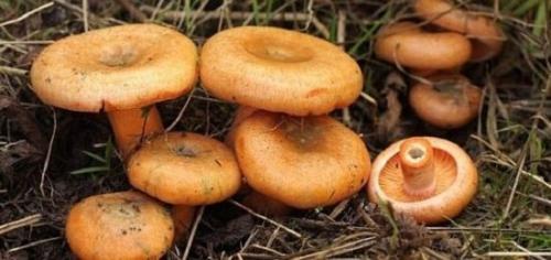гриб пластинчатый с коричневой шляпкой. съедобные и ядовитые пластинчатые грибы
