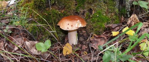 Польский гриб съедобный или нет. Характеристика польского гриба 03