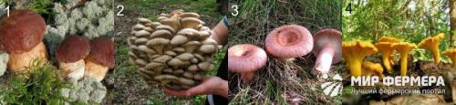 грибы с желтой ножкой и коричневой шляпкой. популярные съедобные трубчатые 15
