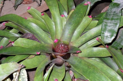 Цветок бромелия приметы. Бромелия