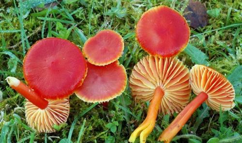 Грибы в сосновом лесу съедобные. Список лесных съедобных грибов с фото и советы начинающим грибникам 07