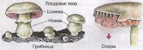 Гриб пластинчатый с коричневой шляпкой и коричневой ножкой. Съедобные и ядовитые пластинчатые грибы