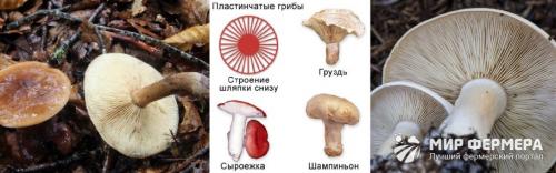 пластинчатые грибы типичные представители. пластинчатые грибы: фото съедобных с описанием