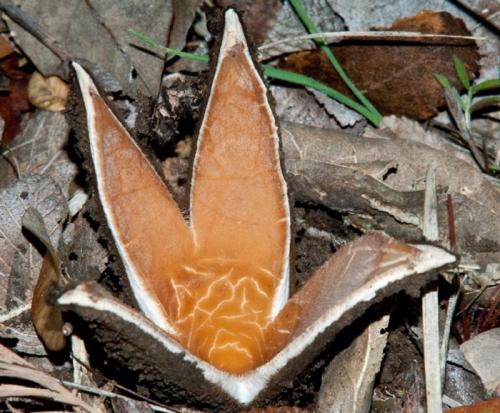 Съедобные грибы википедия. Самые необычные грибы в мире