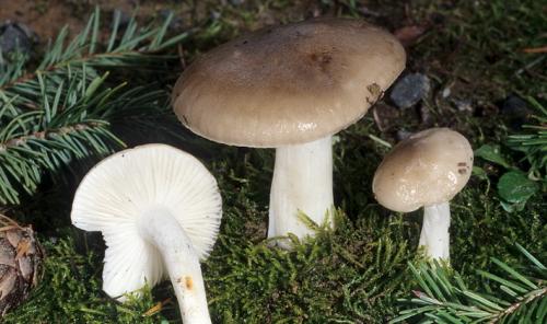 Какие грибы растут в сосновом бору. Список лесных съедобных грибов с фото и советы начинающим грибникам 08