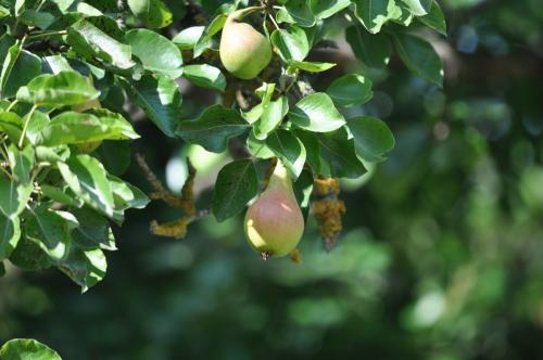 Народные средства от парши груши. Чем обработать грушу осенью от парши. Лучшие средства