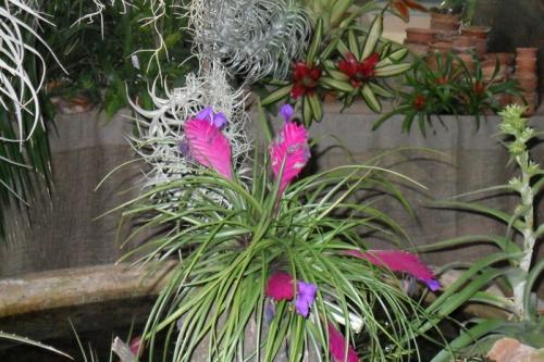 Цветок бромелия приметы. Бромелия