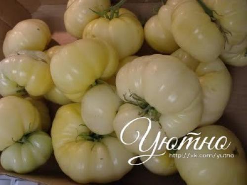 Почему белые прожилки в помидорах. Причины появления белых жестких прожилок в помидорах 01