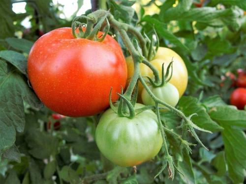 Почему помидоры мелкие в теплице, что делать. В чем причина того, что помидоры, посаженные в теплице, выросли мелкими?