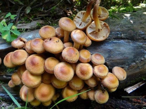 Какие грибы растут на гниющей древесине