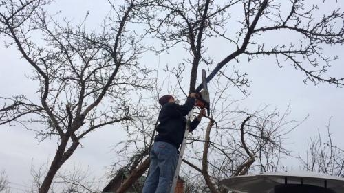 Обрезка фруктовых деревьев осенью для новичков. Обрезаем яблони осенью. Для новичков и не только