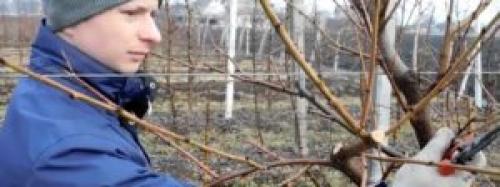 Как укрыть персик на зиму в средней полосе. Обрезка персика осенью