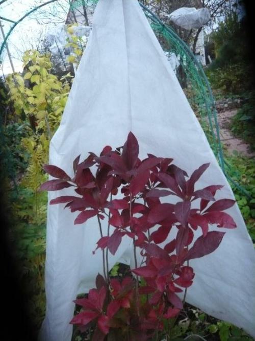 Когда укрывать рододендрон на зиму в сибири. Красивейший Рододендрон на вашей даче: подготовка к зиме и укрытие