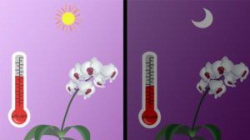 Почему у орхидеи. Интересные факты: почему сохнут бутоны у орхидеи фаленопсис