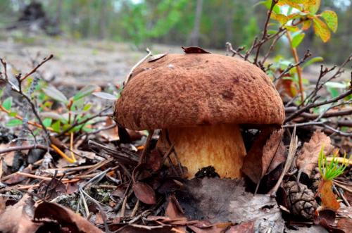 Все съедобные грибы в белоруссии которые можно найти в лесу. Летние виды грибов в Беларуси