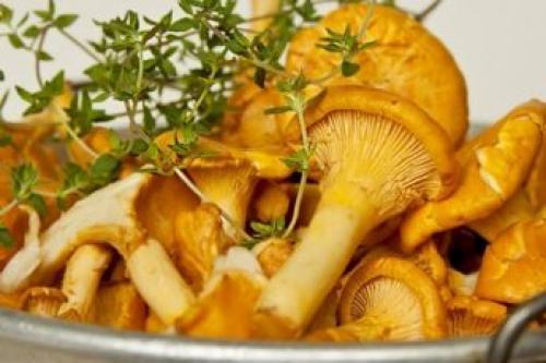 Рыжики и волнушки, как солить. Как засолить волнушки и рыжики холодным способом