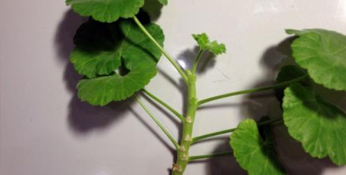 Осеннее черенкование пеларгонии. Черенкование зимой и осенью