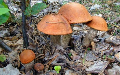 Как растут подосиновики. Как выглядят и где растут грибы подосиновики