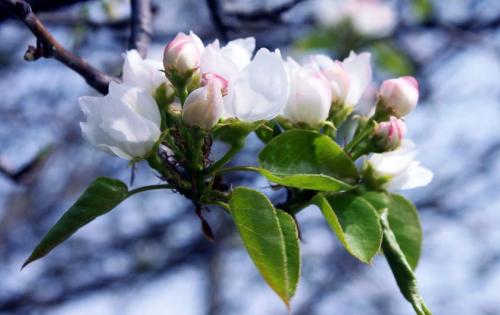 Почему на груше не завязываются плоды. Основные причины, почему не цветёт и не плодоносит груша