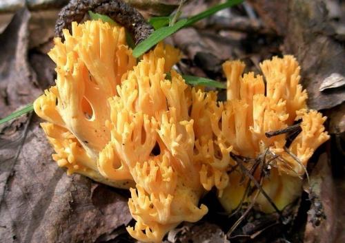 Оленьи рожки грибы, как отличить от поганки. Гриб оленьи рожки: описание, распространение, съедобность 07