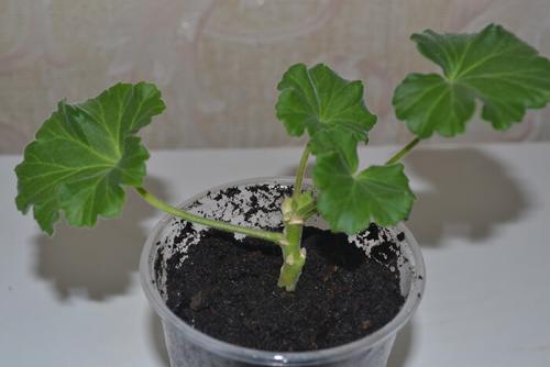 Осеннее черенкование пеларгонии. Черенкование зимой и осенью