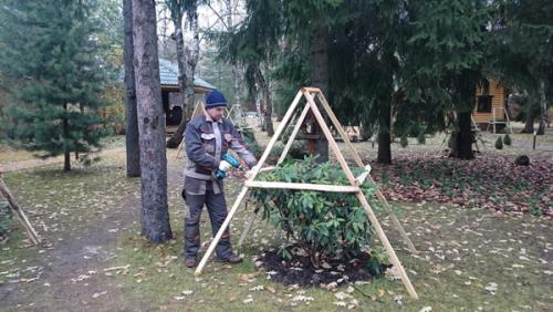 Рододендрон когда укрывать на зиму. Как укрыть рододендрон на зиму
