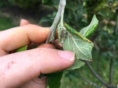 Чем обработать яблоню весной от вредителей и болезней. Чем обработать яблони ранней весной от вредителей и болезней