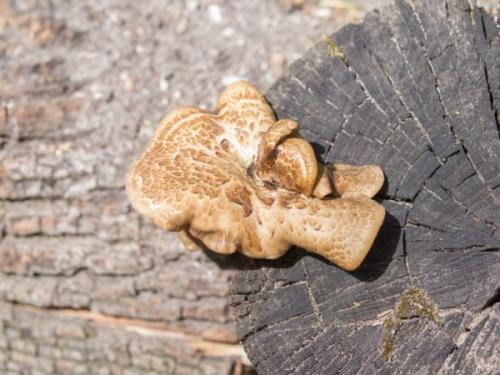 Какие грибы растут на гниющей древесине