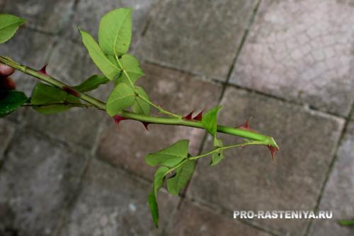 Посадка роз в августе. Сажаем в августе и в начале осени 01