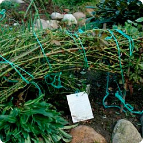 Можно ли не укрывать розы на зиму. Как укрывать розы на зиму