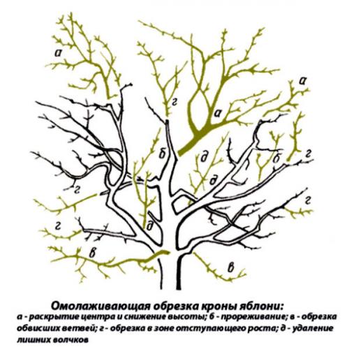 Обрезка фруктовых деревьев осенью для новичков. Обрезаем яблони осенью. Для новичков и не только