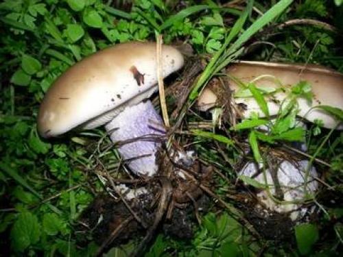 Блюда из рядовок. Малоизвестные съедобные рядовки