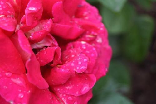 При какой температуре укрывать розы на зиму в подмосковье. УКРЫТИЕ РОЗ НА ЗИМУ 03