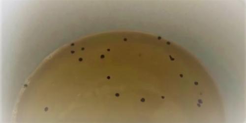 Перец маринованный без масла. Маринованный перец болгарский на зиму без масла