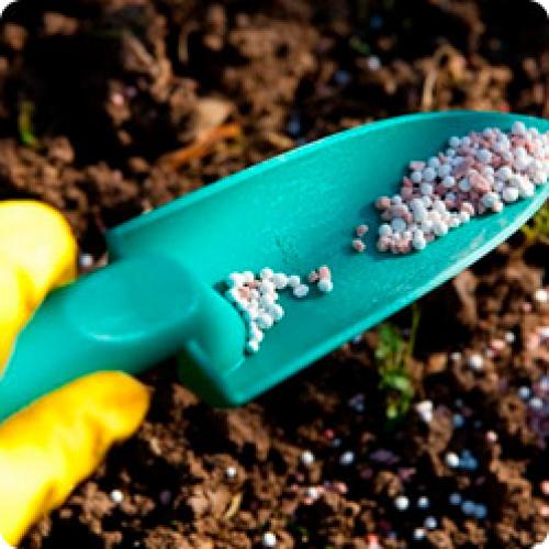 Можно ли не укрывать розы на зиму. Как укрывать розы на зиму