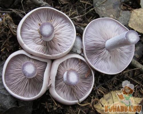 Как готовить грибы рядовка. Как правильно готовить рядовку фиолетовую 17