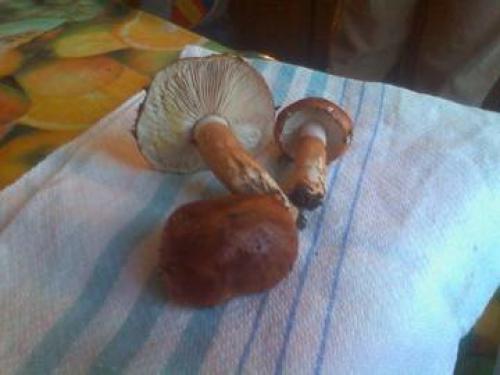 Блюда из рядовок. Малоизвестные съедобные рядовки