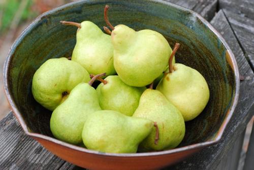 Почему не плодоносит груша? Причины и методы решения проблемы 06