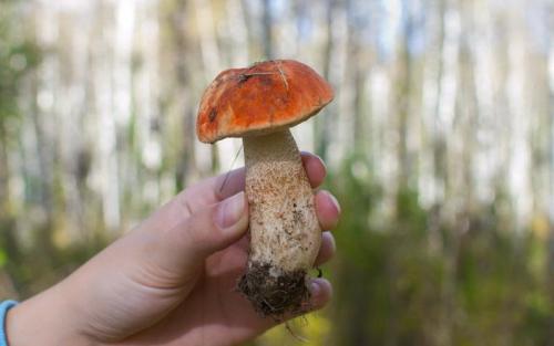 Как растут подосиновики. Как выглядят и где растут грибы подосиновики