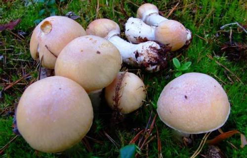 Как называется красный гриб. Виды и названия грибов с картинками 08