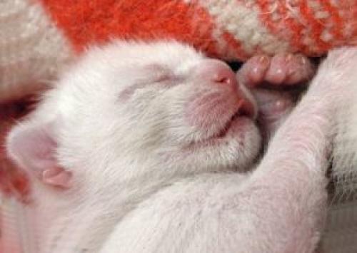 Через сколько дней котята открывают глаза. На какой день котенок открывает глаза: сам процесс и помощь ему