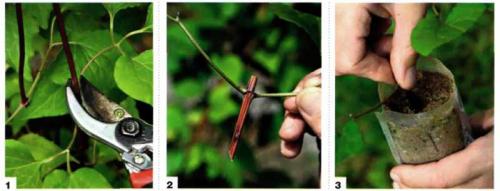 Укоренение черенков клематиса в воде. Размножение с помощью черенков