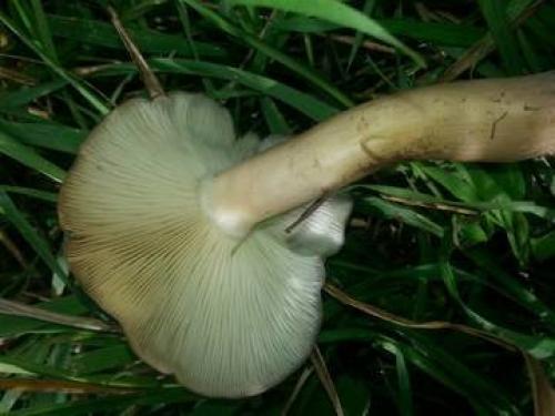 Блюда из рядовок. Малоизвестные съедобные рядовки