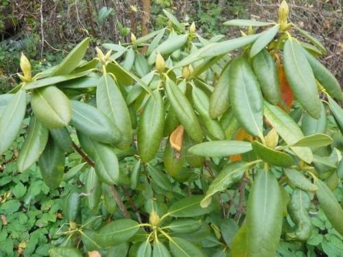 Когда укрывать рододендрон на зиму в сибири. Красивейший Рододендрон на вашей даче: подготовка к зиме и укрытие